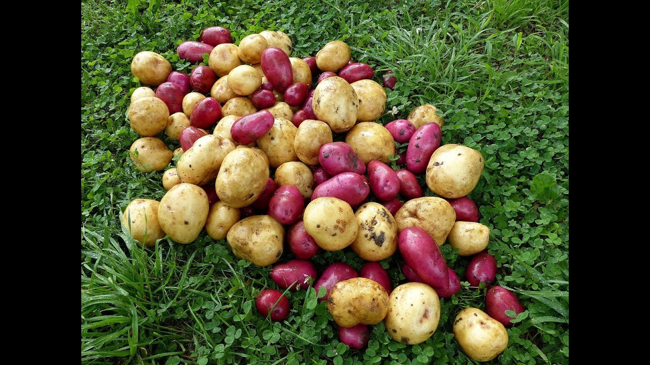 Potato tips and Harvest demo