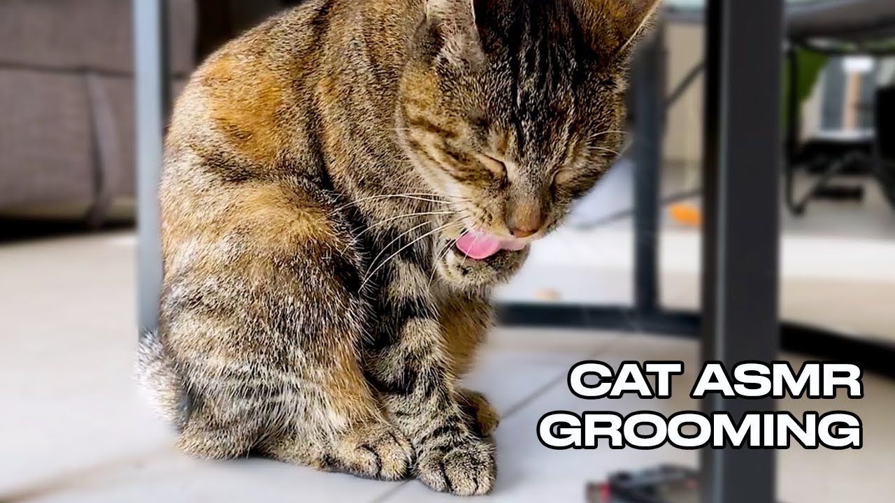 Cat Grooming | Licking Paws ASMR 🐾🎧
