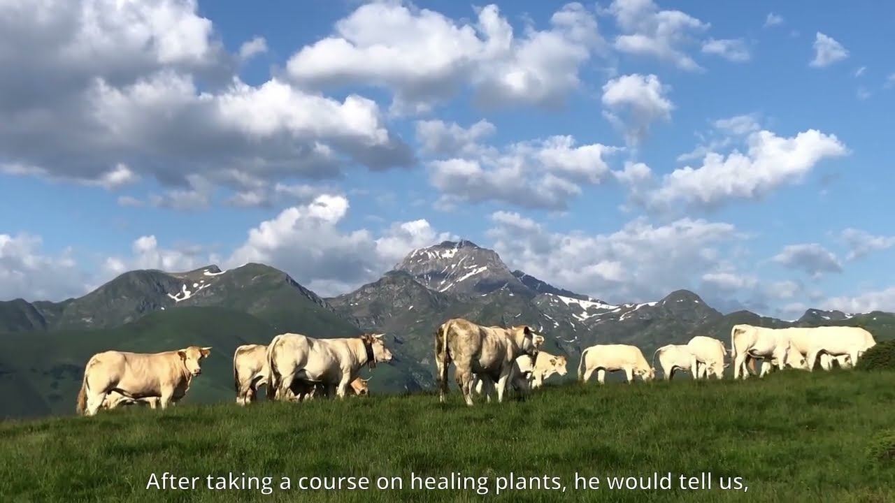 Self-medication on pasture