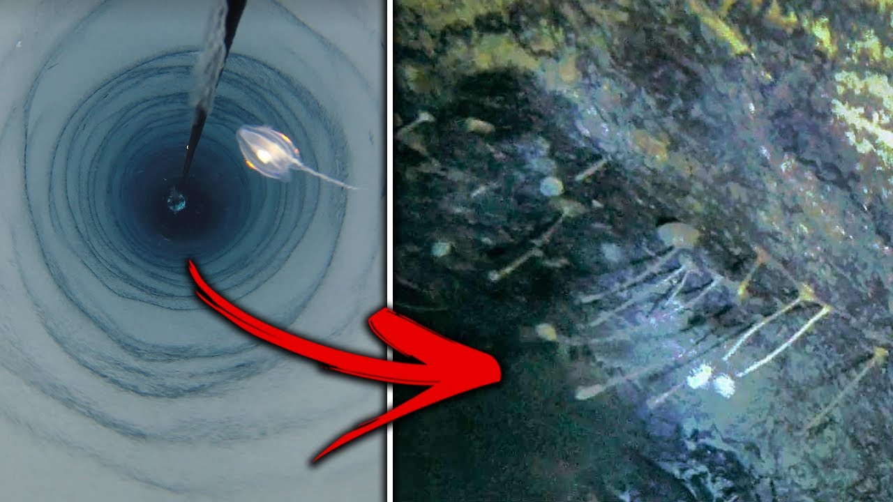 Cercetatorii Au Descoperit Accidental Viata Sub Gheata Din Antarctica