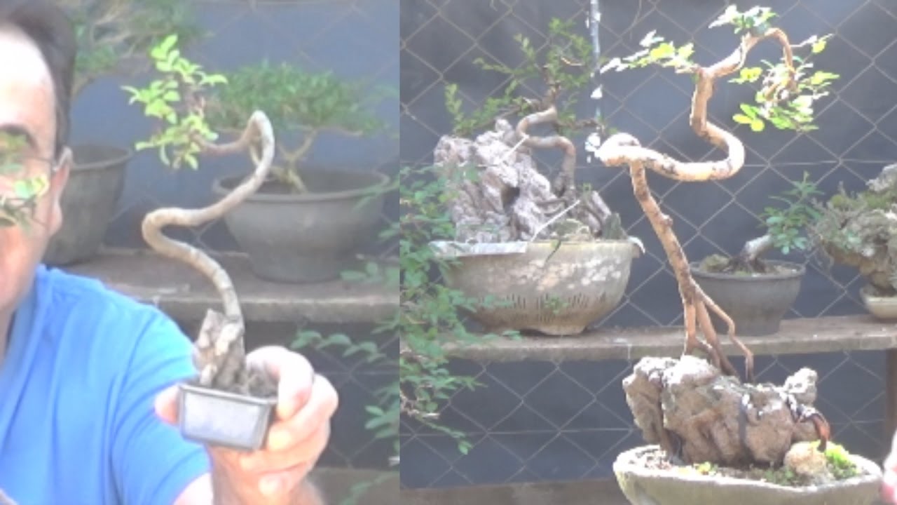 Como fazer  bonsai a partir de estacas de raizes