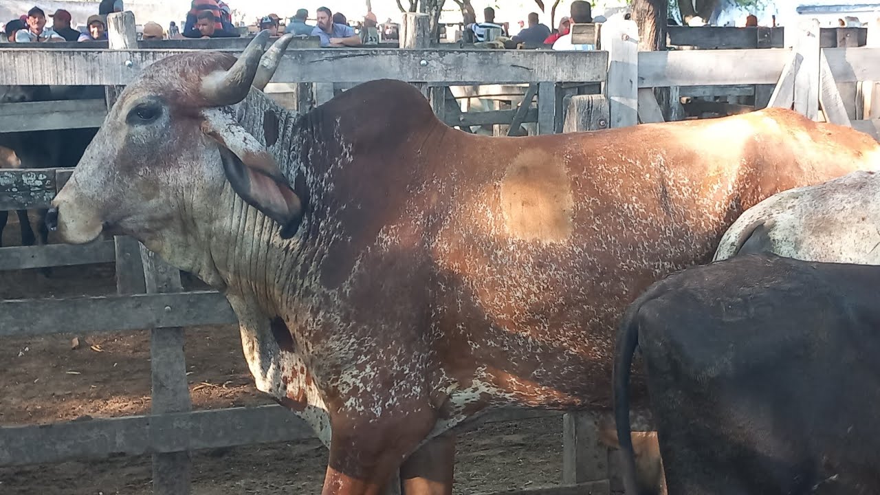 Feira de gado. Continuação em canafistula de Frei Damião Alagoas 16/03/26#nordeste