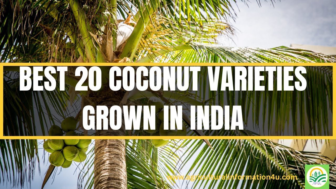 Best 20 Coconut Varieties Grown in India | Different Types of Coconut Varieties in India
