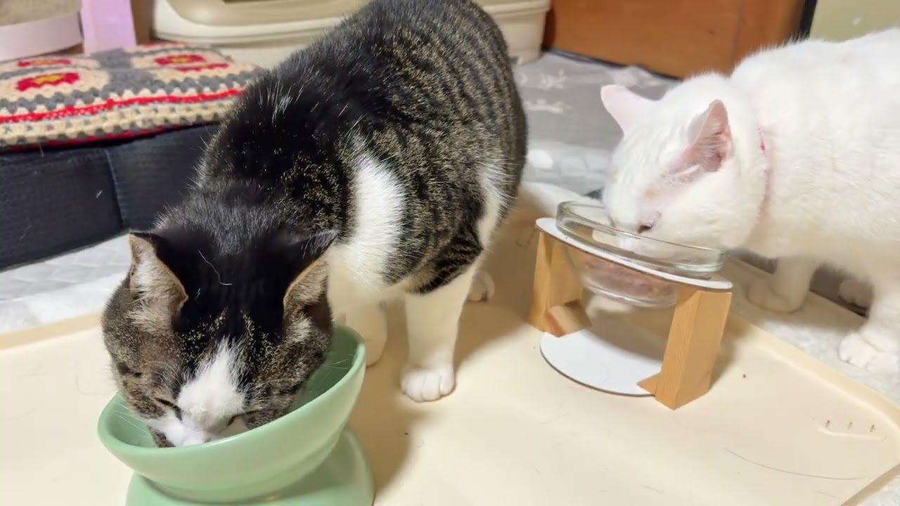ウェットフードの夕ごはんを配膳します【26年2月27日その7】