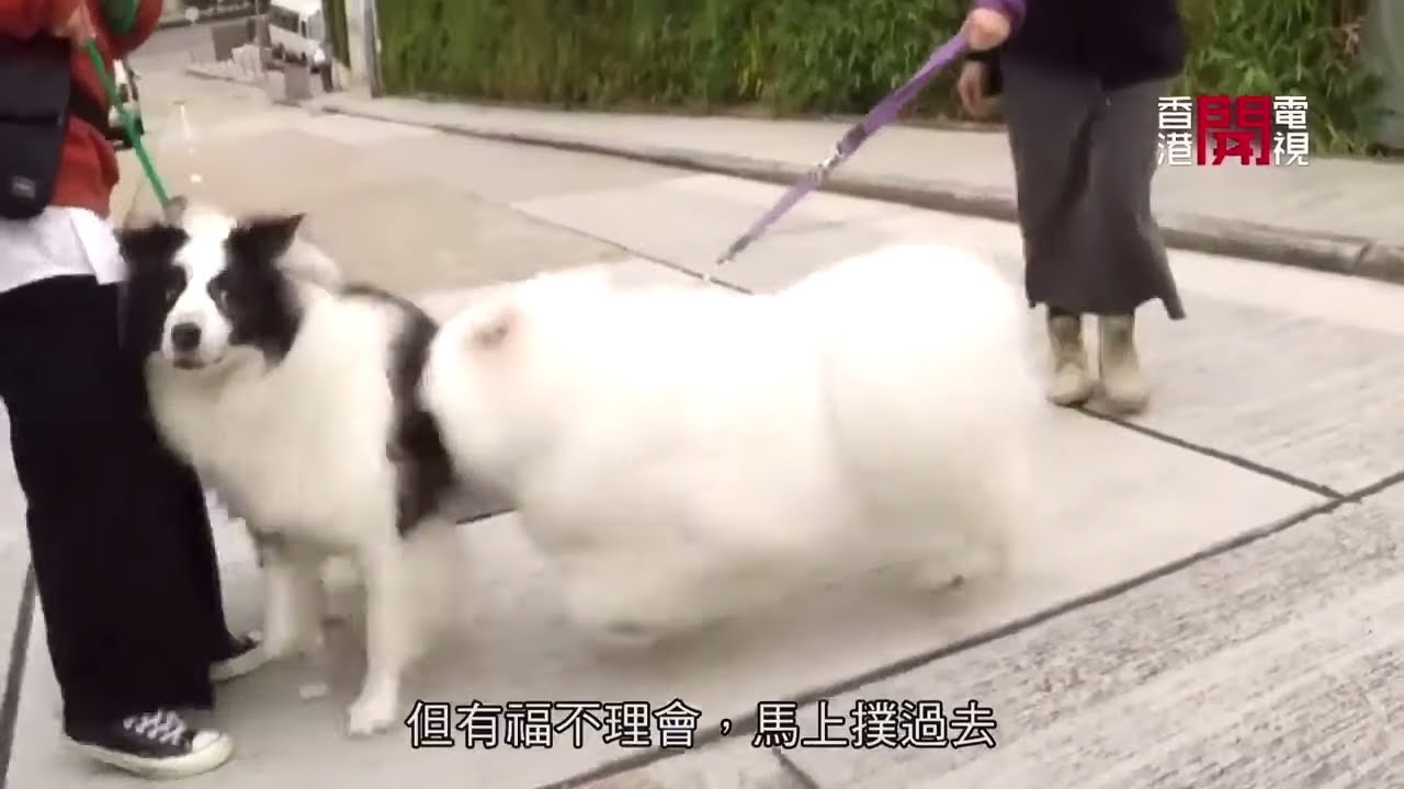 西摩犬被困天台半年 不擅溝通見狗就狂吠猛衝【煉狗術師S2 EP5-1】