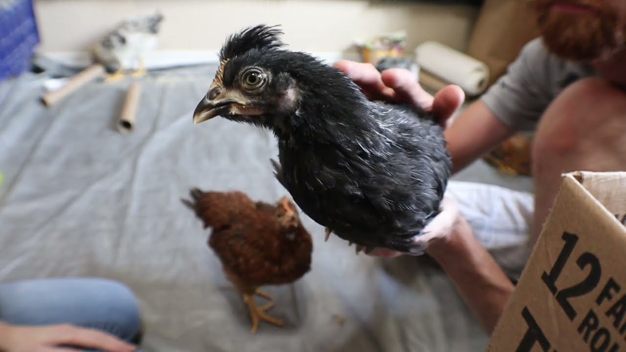 8 Week Old Chickie Shenanigans