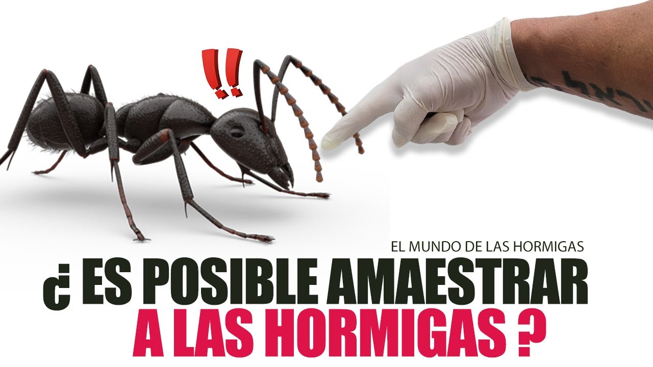 Enseña a tus hormigas a tirar la basura❗FUNCIONA ❗TRUCO INFALIBLE - El mundo de las Hormigas.
