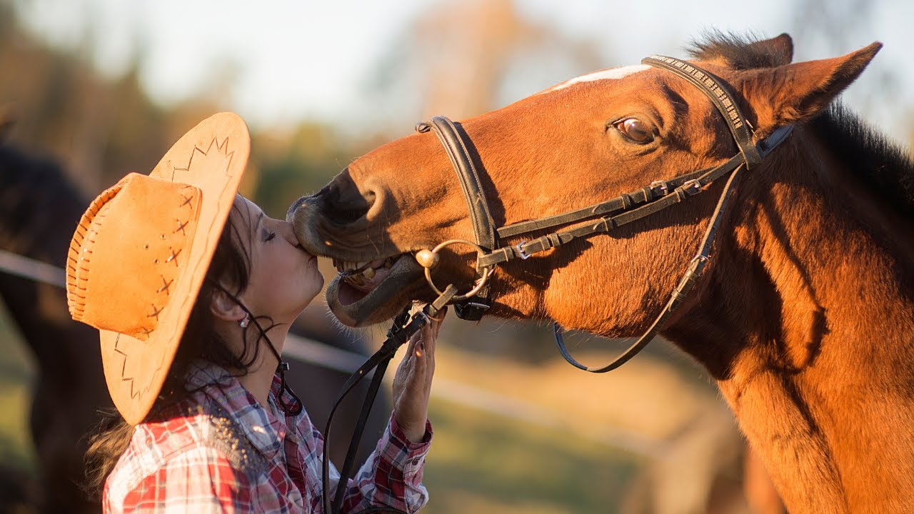 15 of the Nicest Horses in the World