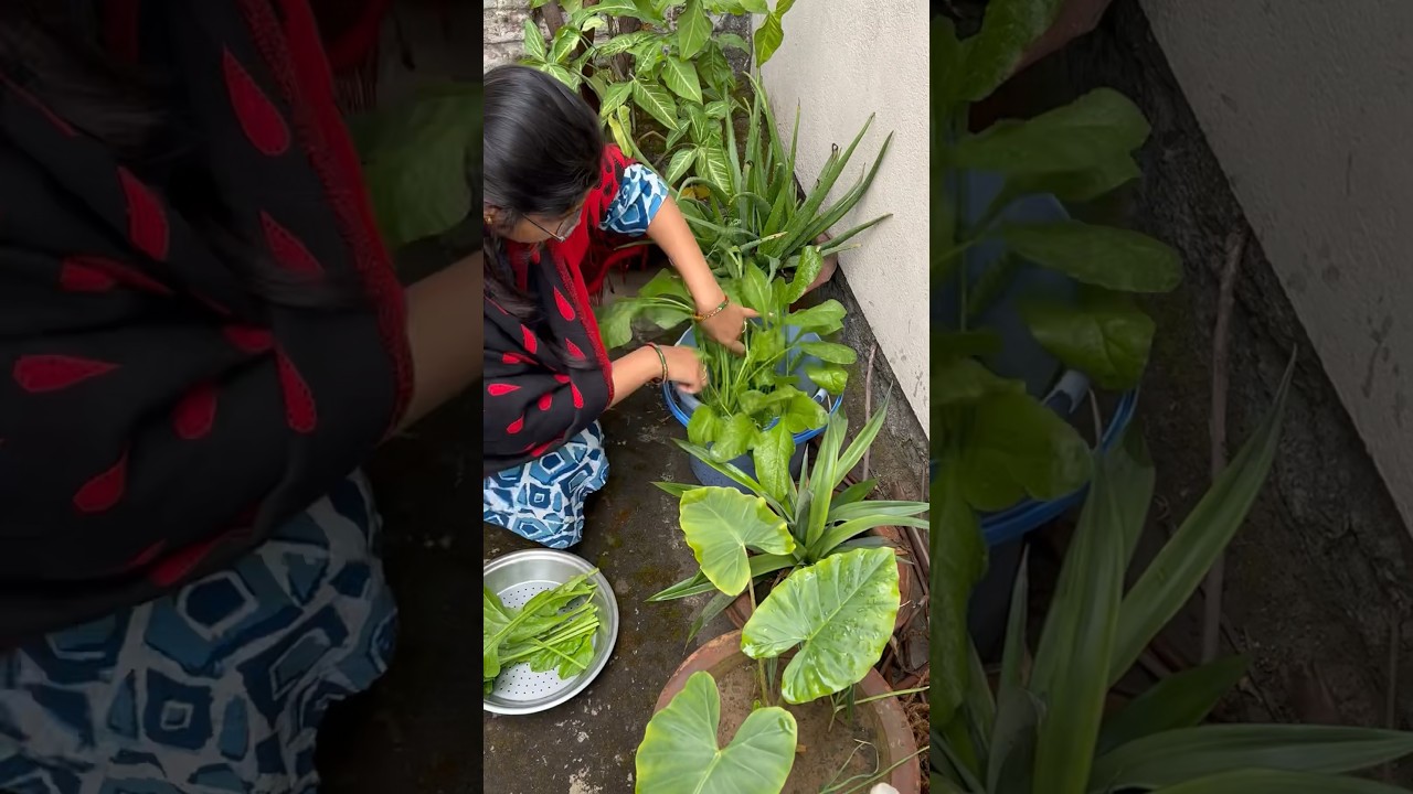 Harvesting My PALAK 🌱| Youtube Shorts | Shorts | 