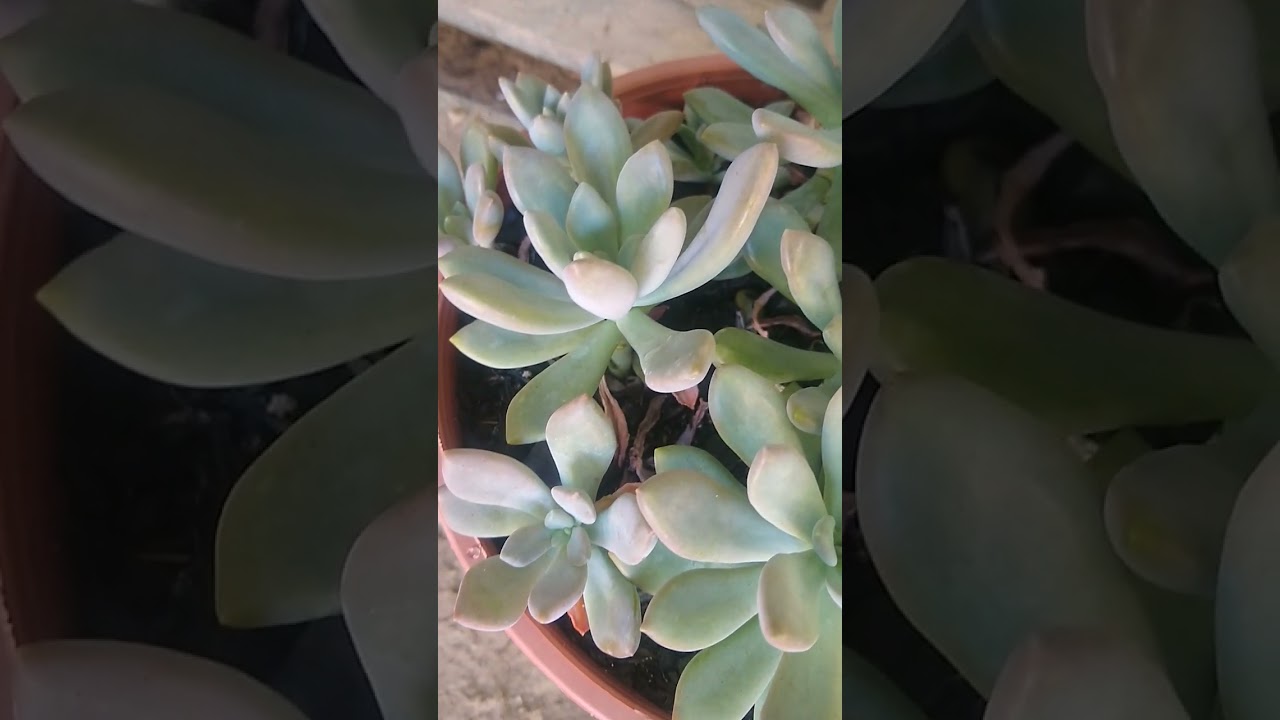 #Graptoveria supreme.Shorts.