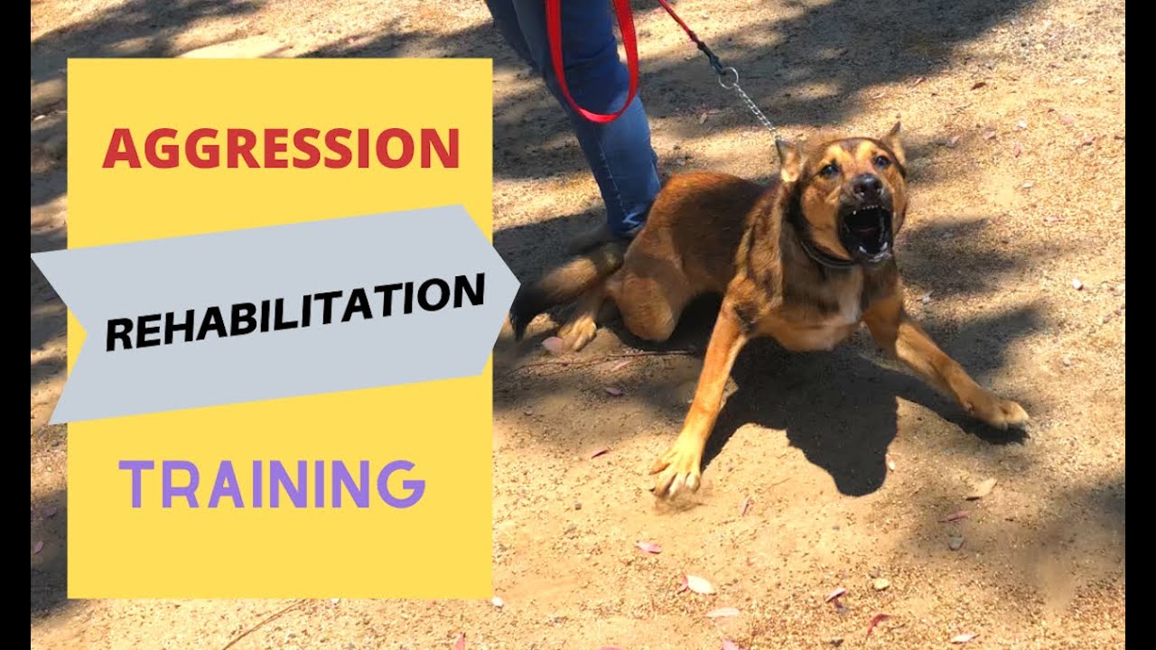 Dog Aggression Training - Bailey's Case