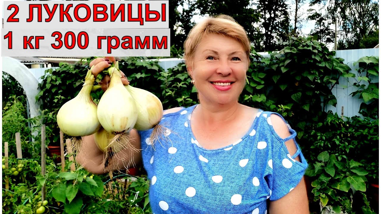 Вот это лук из семян за сезон по 700 грамм, а две луковицы 1кг 300 гр. Результат отличный
