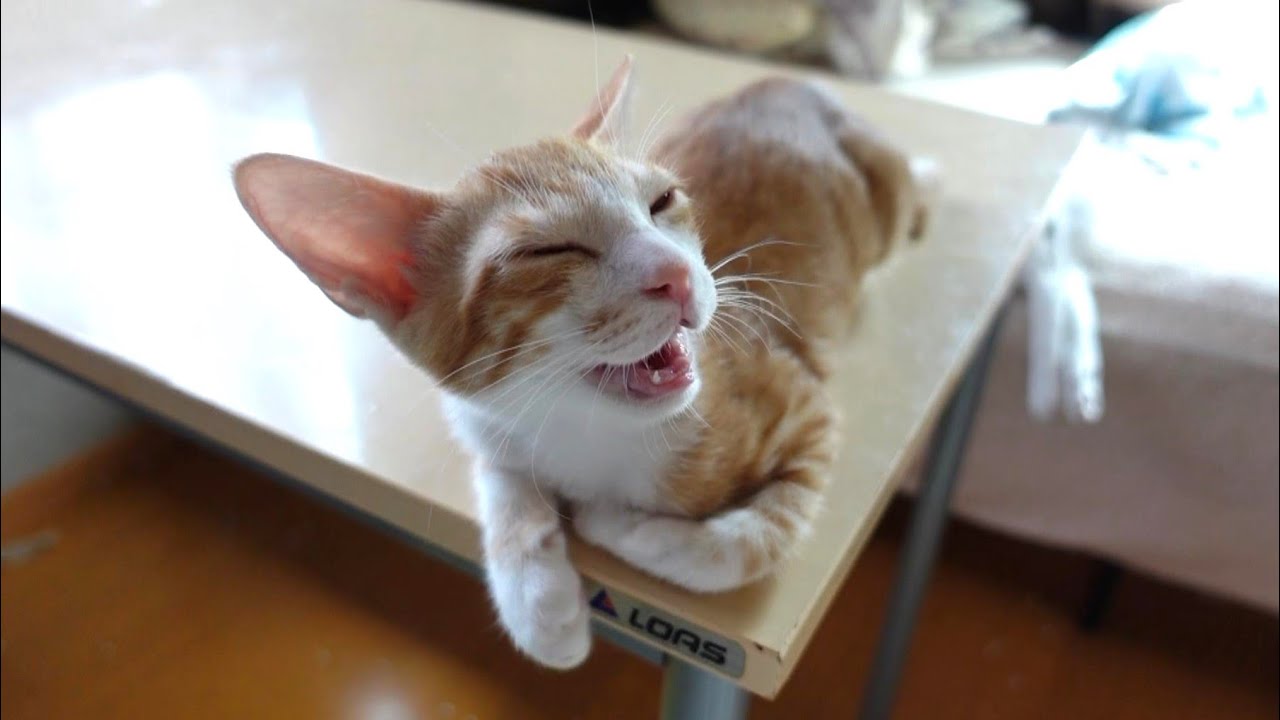 寝起きからたくさんお話してくれる子猫たち