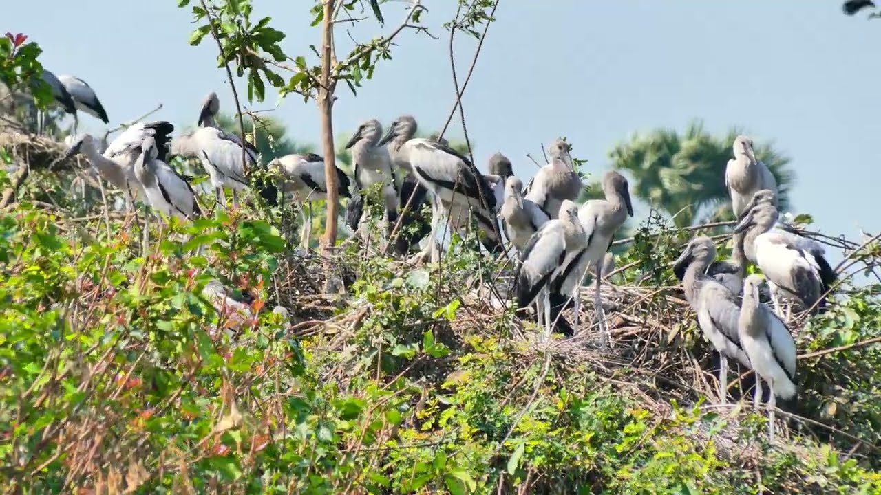 Amazing 😻 Bird Sanctuary Celebrating Nature  Wild Life Hiding Wonderful Thing 0004