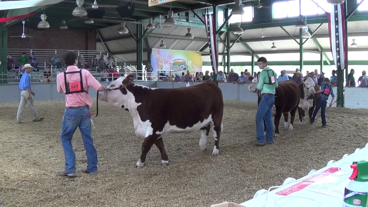 Polled Hereford Class #13