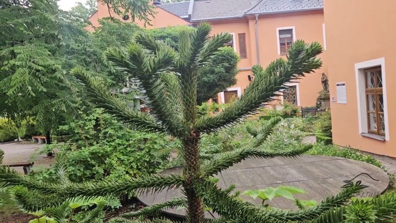 Araucaria araucana blahočet čilský
