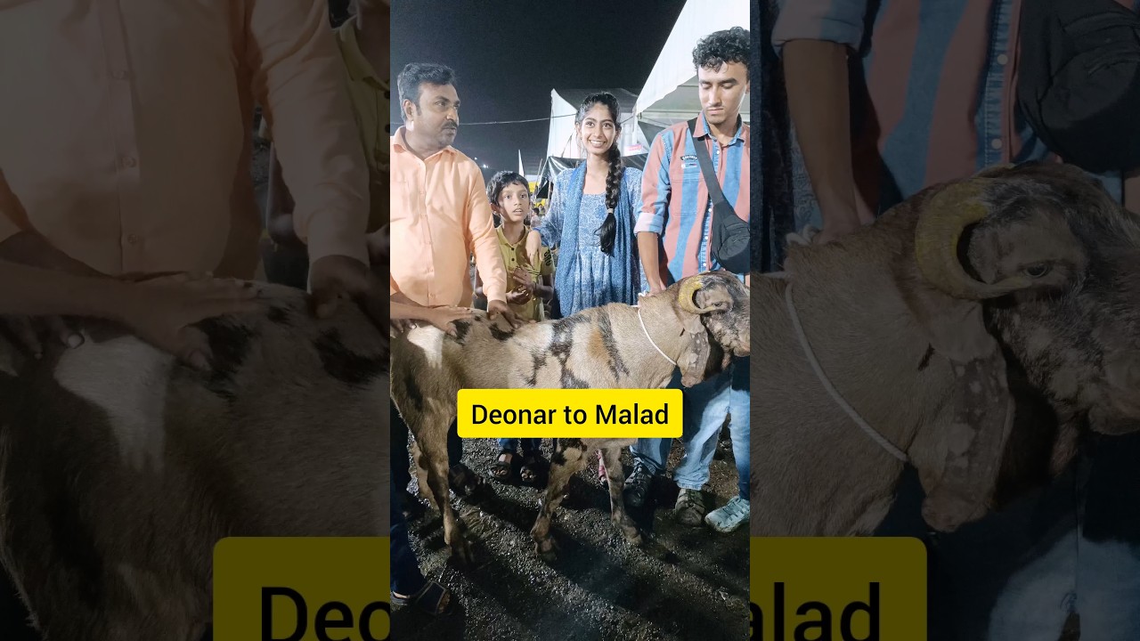 Bakra Boht zabardast liye bhai ne | deonar to malad | halal bhai | deonar bakra mandi 2025