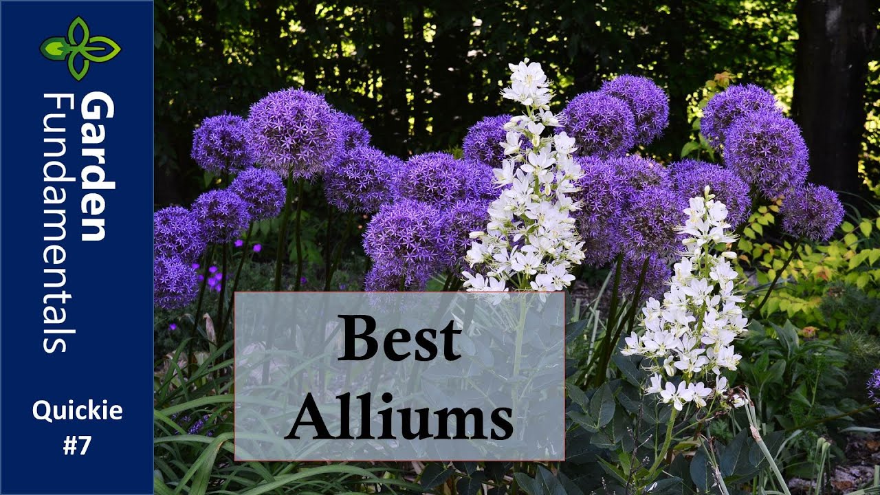 Best Alliums in my June Garden ⏳⌚️⌛️ Garden Quickie #7