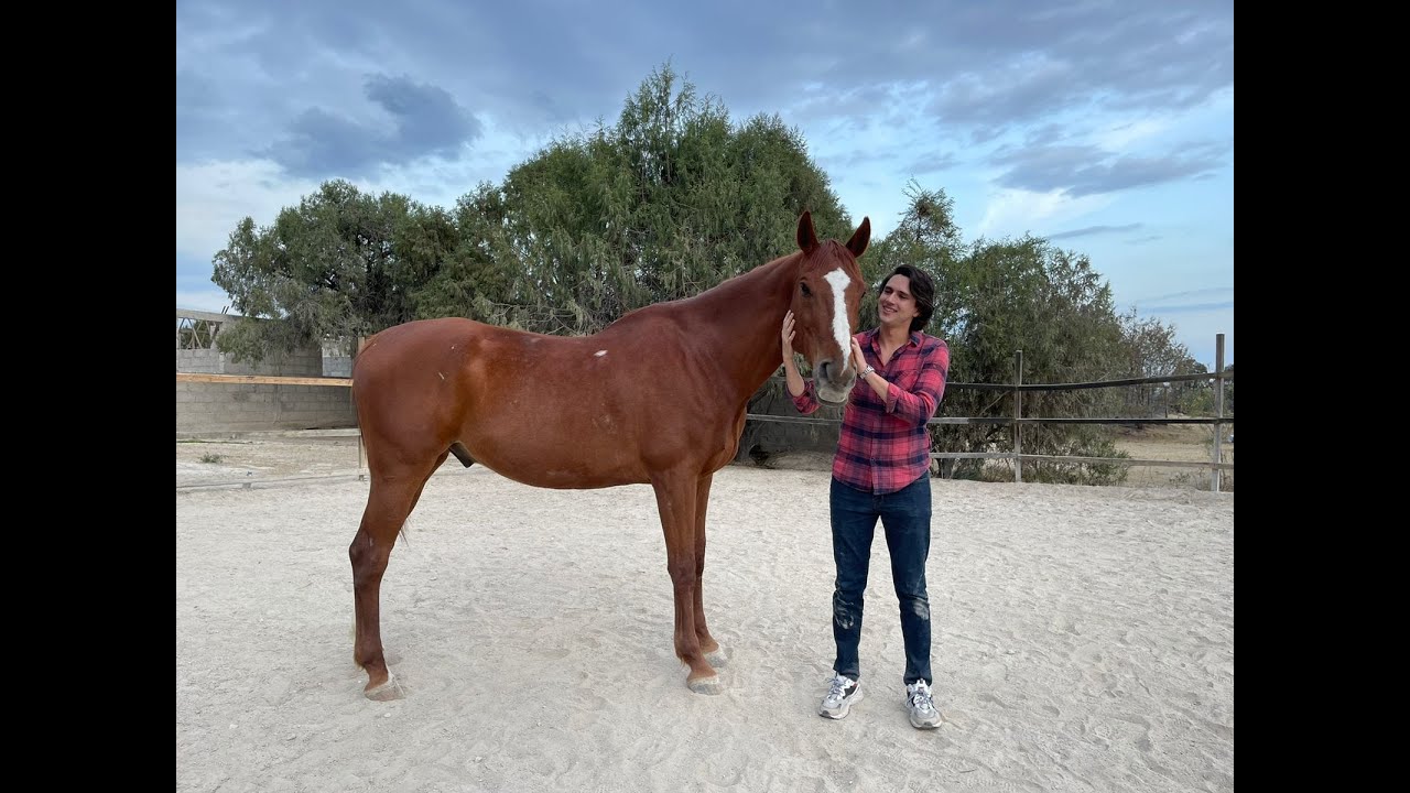 Sanando emociones con la magia de los caballos 🐴 con Kervin León