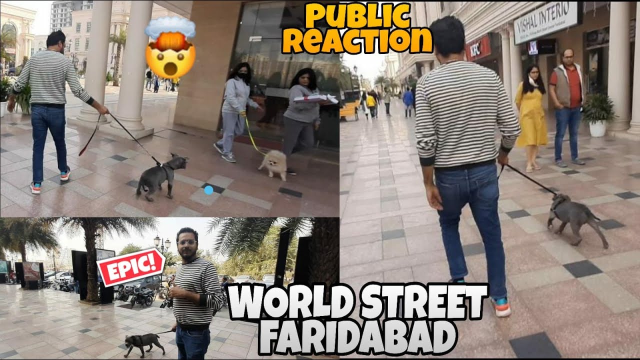 Public Reaction:Rasta de diya American Bully Ko Dekh kar|WORLD STREET FARIDABAD|AMERICAN BULLY