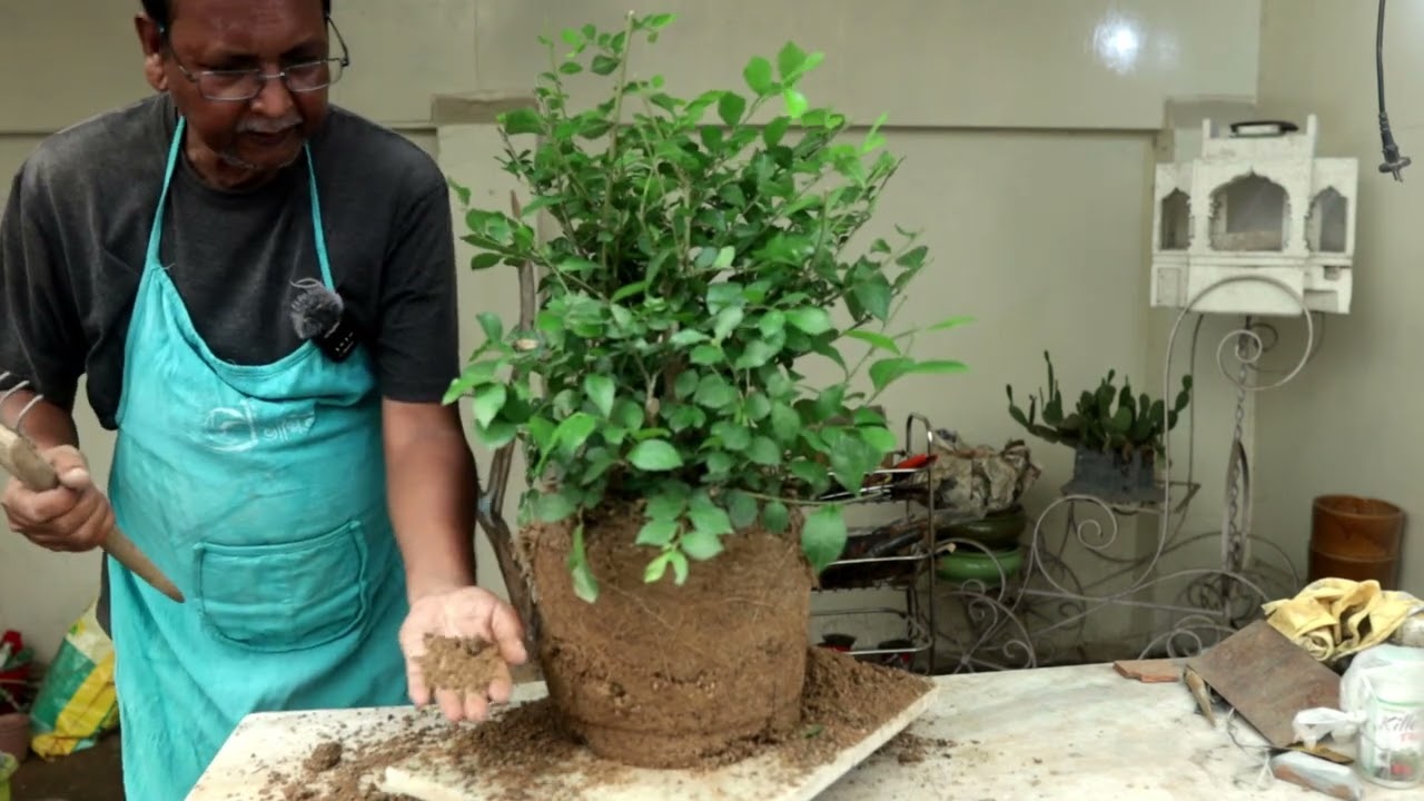 শেওড়া গাছের বনসাই / Streblus asper bonsai