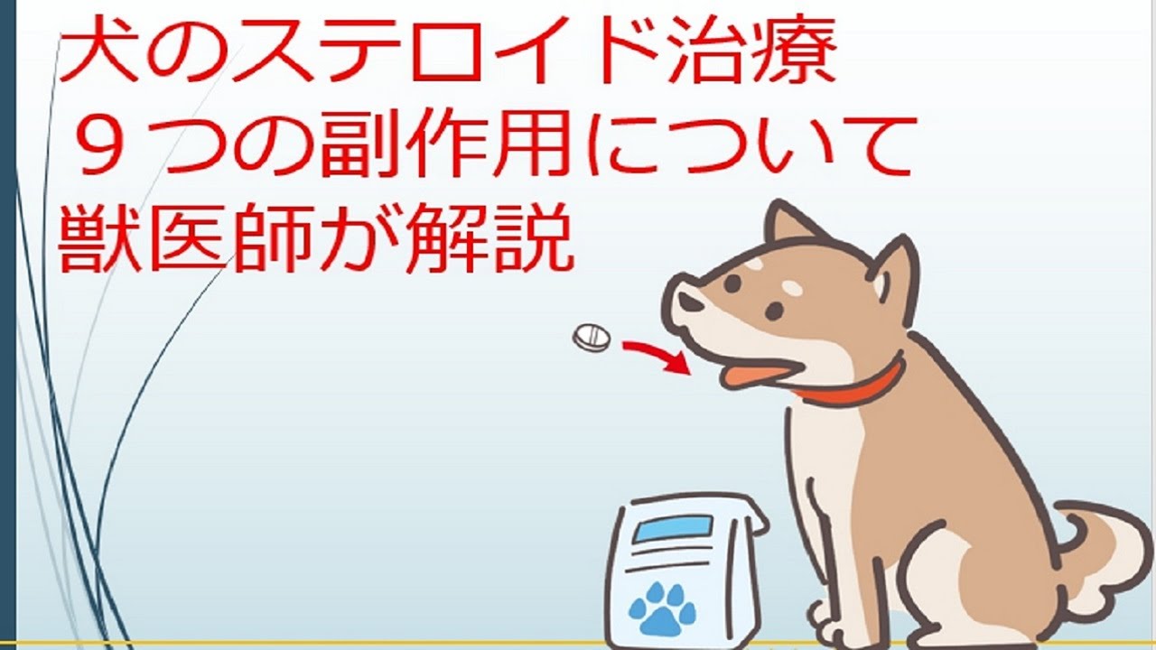 犬のステロイド治療（内服・注射）による９つの副作用について臨床獣医師がわかりやすく解説
