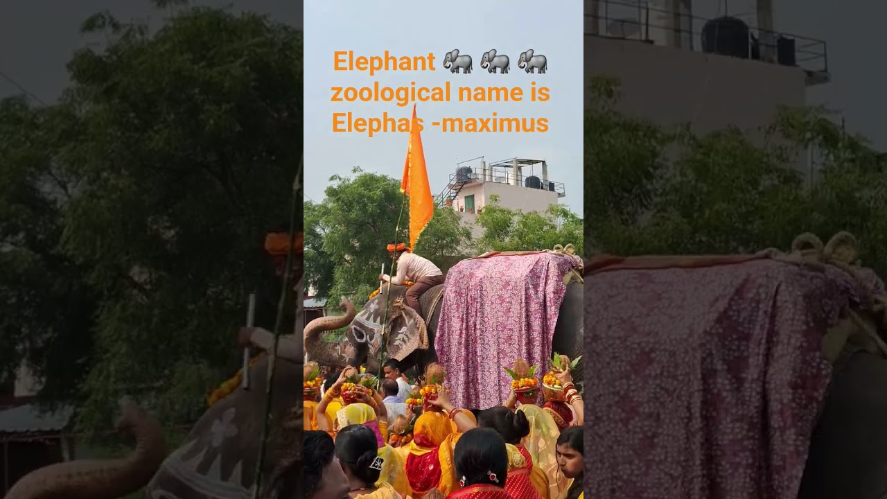 Elephas maximus 🐘 🐘 🐘