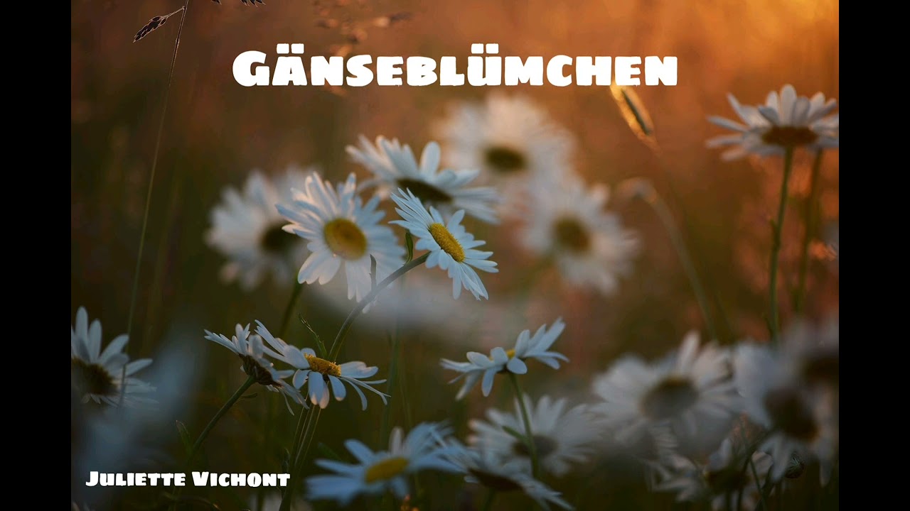 GÄNSEBLÜMCHEN - JULIETTE VICHONT