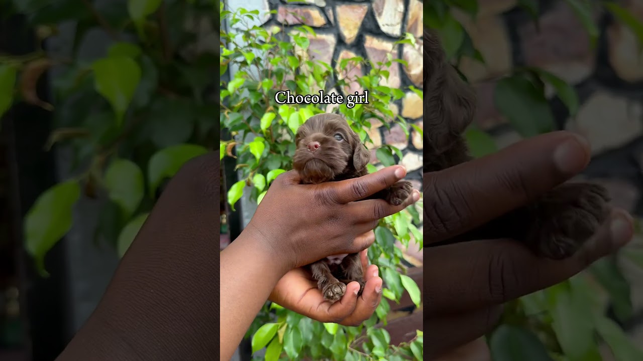 Chocolate girl💛🤎-Accra, Ghana🇬🇭•