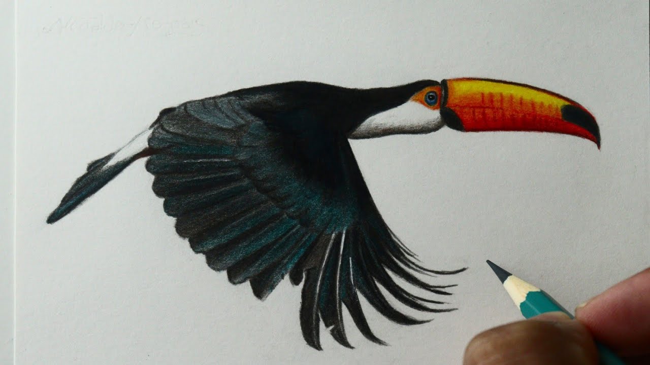 Como desehar um Tucano voando
