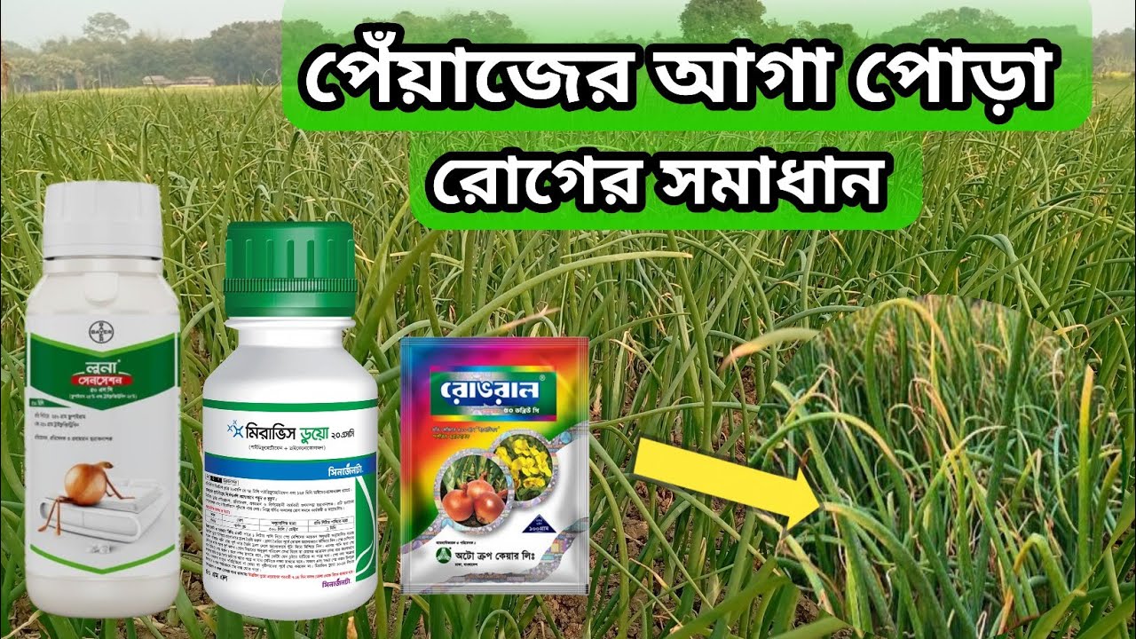 পেঁয়াজের আগা পোড়া রোগের সমাধান। পেঁয়াজের আগা পোড়া রোগের কীটনাশক।