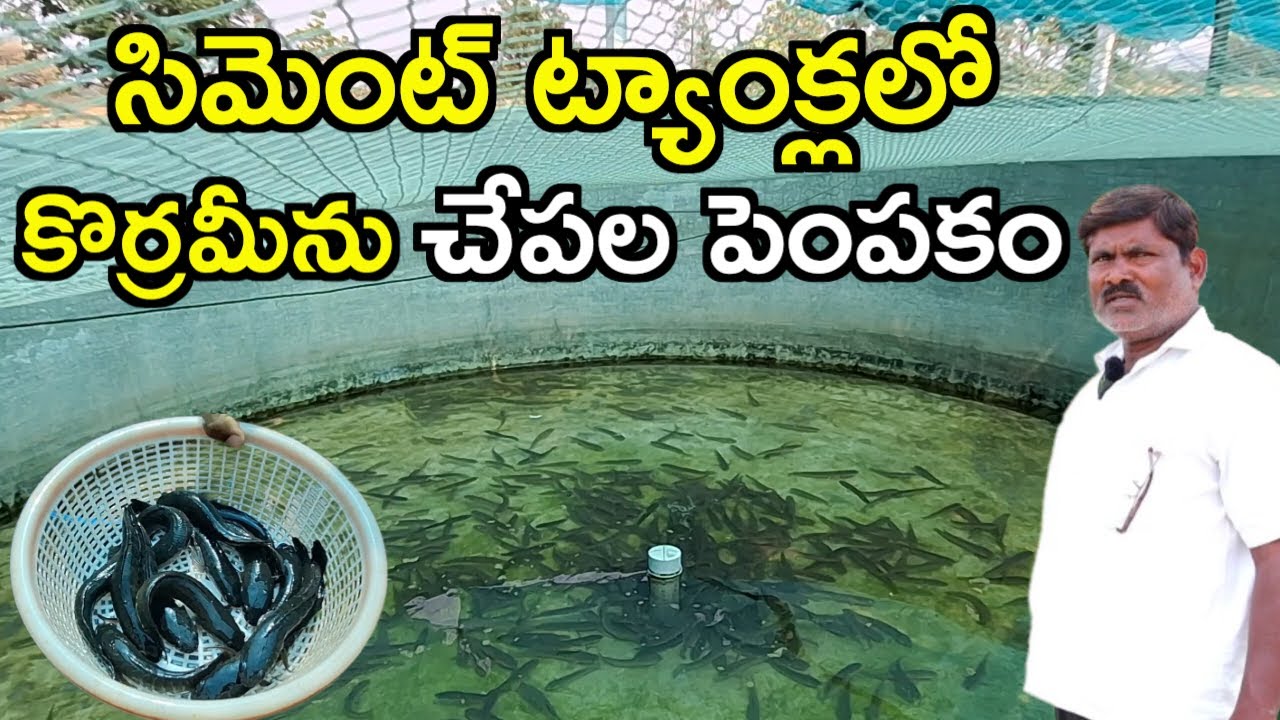 ట్యాంక్లలో చేపల పెంపకం Fish Farming  in Just 5 Tanks!
