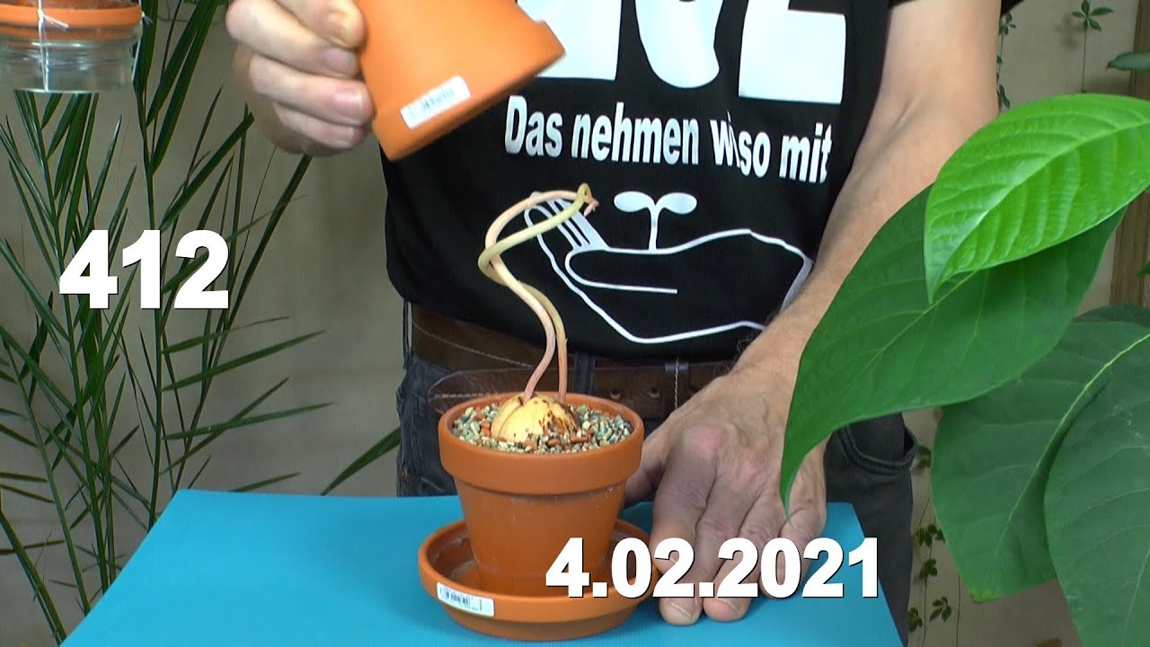 Zimmerpflanzen Pflege im mineralischen Substrat mit Monstera, Calathea, Glücksfeder, Juwelorchidee
