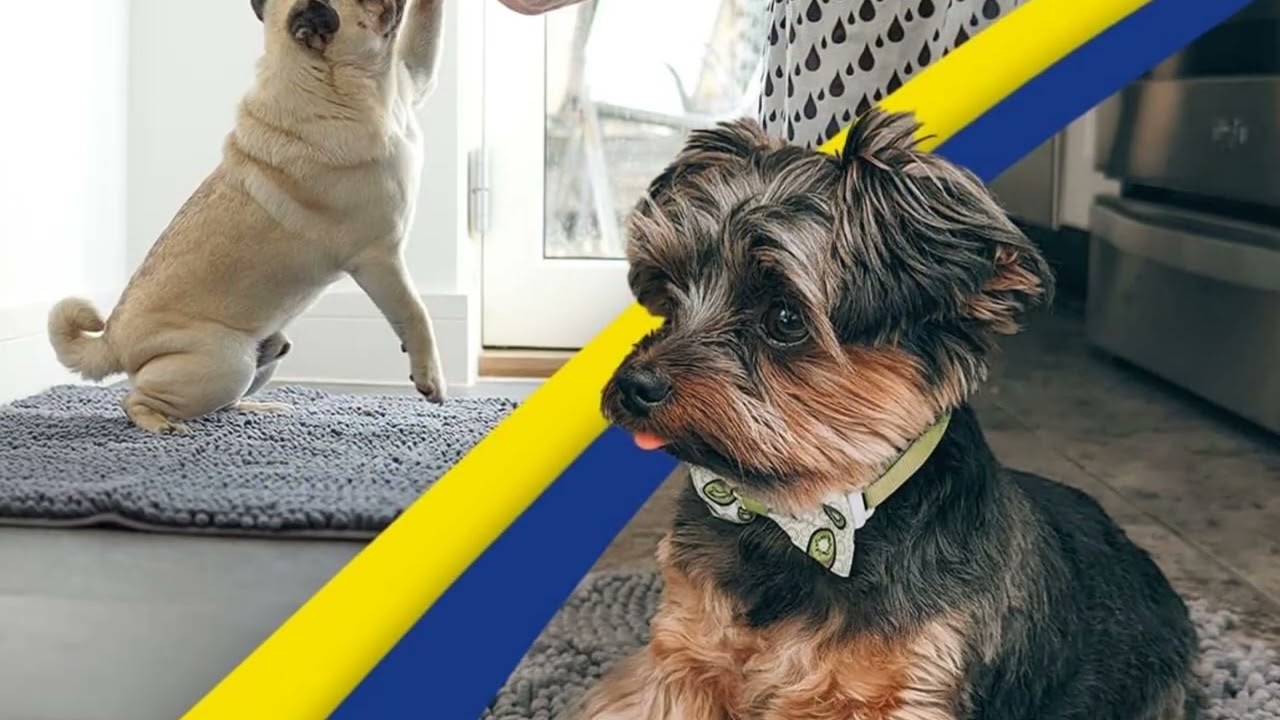 🚪🐾 Muddy Mat® – Super Absorbent Door Mat for Muddy Paw Cleanups!