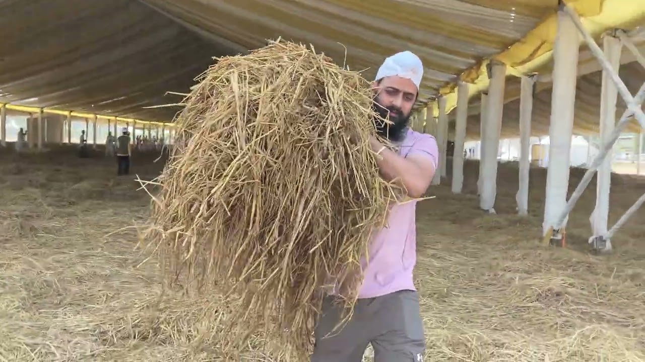 ਹੌਲਾ ਮਹੱਲਾ ਸ਼੍ਰੀ ਮਸਤਾਨਗੜ੍ਹ ਸਿਰਸਾ ੪-੩-੨੦੨੬