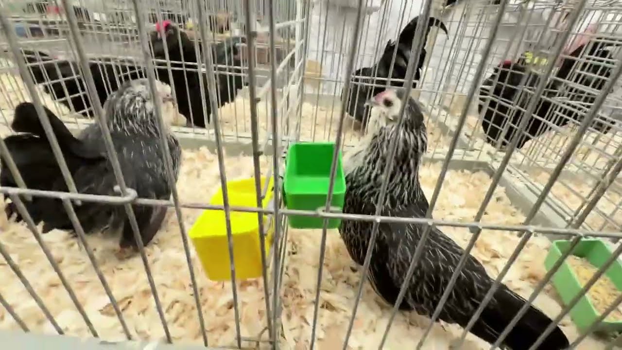 Kleinveetentoonstelling - Affligem