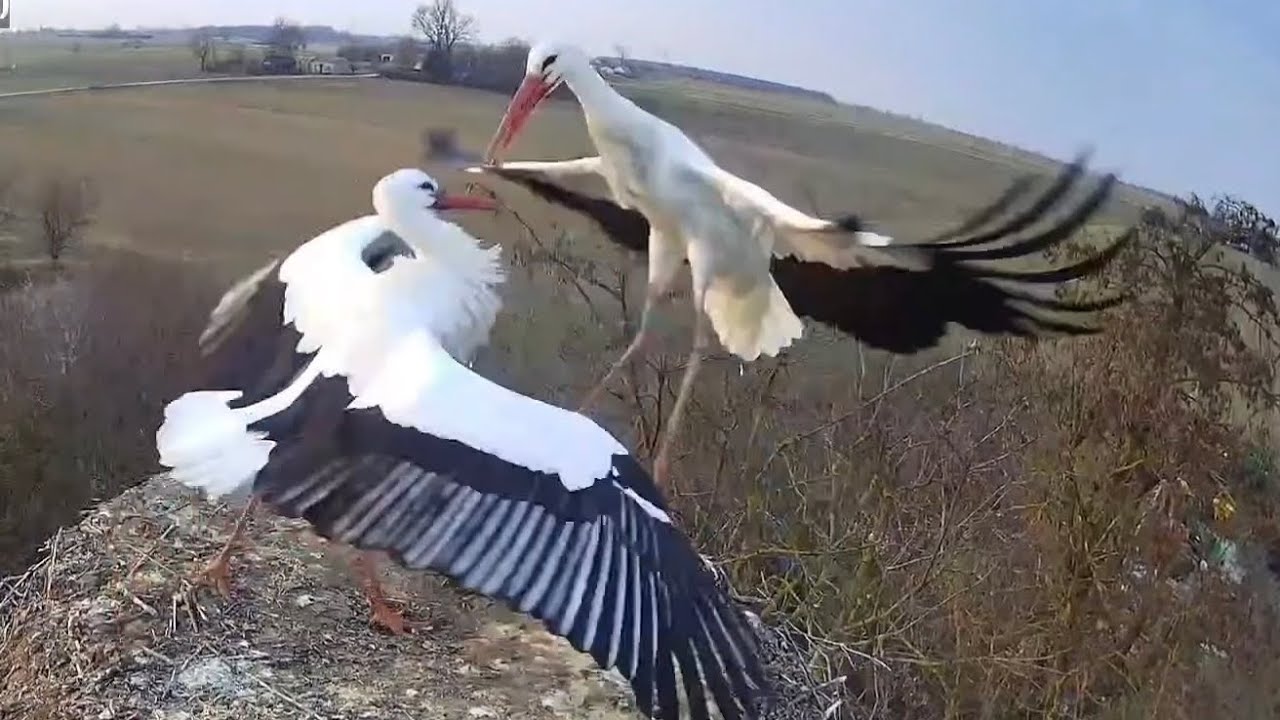 Rysia i Wędrowniczek, kto wygrał walkę o gniazdo? / bociany w Pasiece 