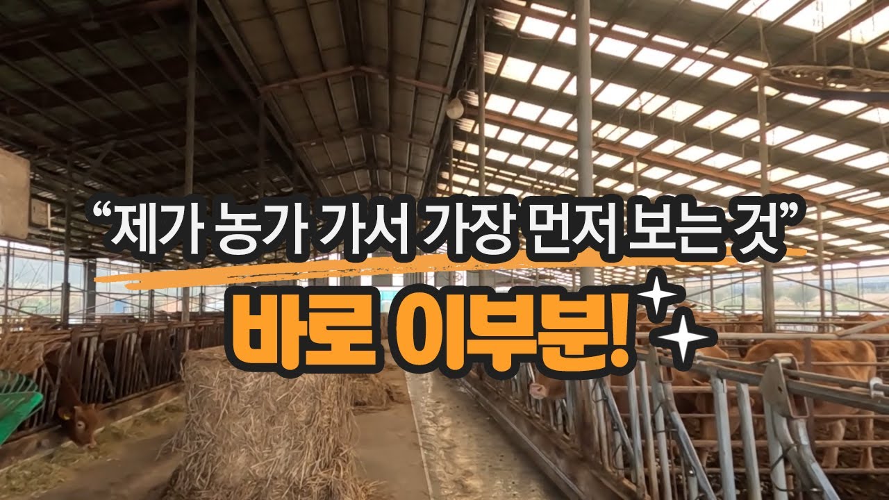 한우농가 방문하면 제가 가장 먼저 확인하는 곳은 여기입니다
