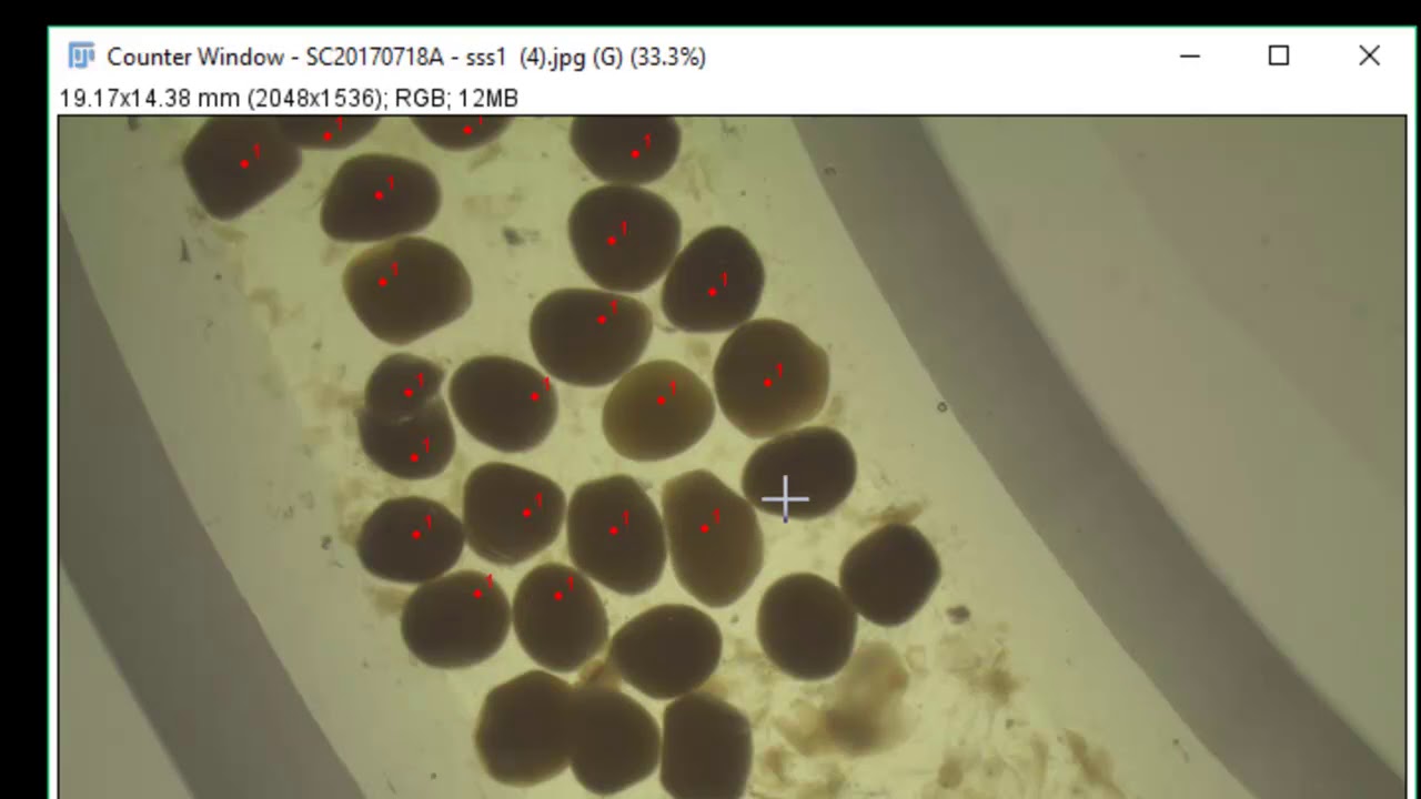 Count Items in ImageJ