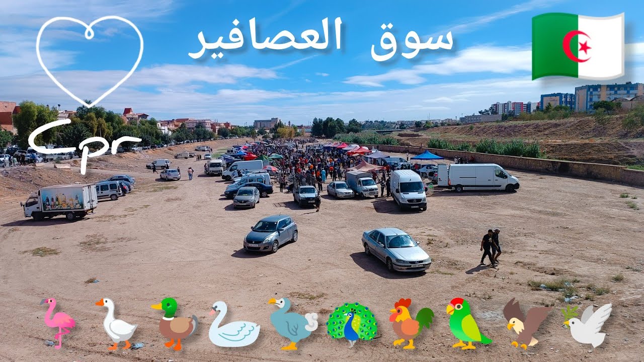 سيدي بلعباس اليوم  سوق العصافير وطيور Cpr Algérie Sidi Bel Abbès aujourd'hui