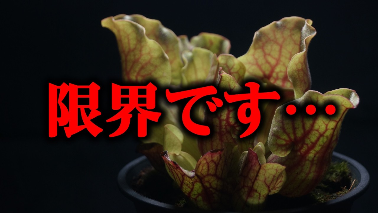 夏に買った観葉植物の姿が…、これはハマるわ！【サラセニア】