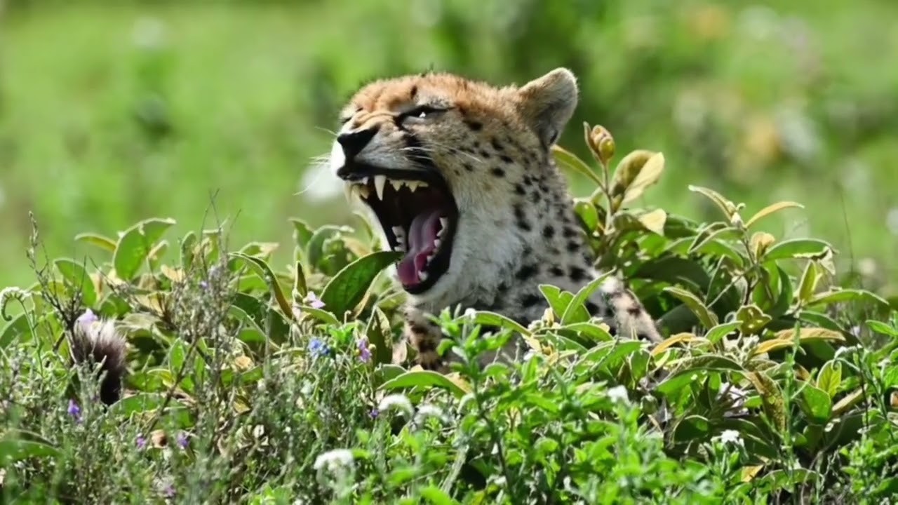 Botswana & Tanzania Photography Workshop
