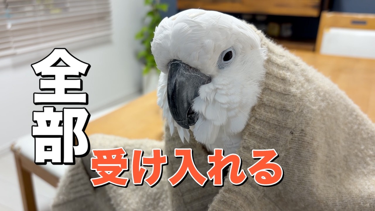 ゆきまる氏、何を着せても受け入れてしまう