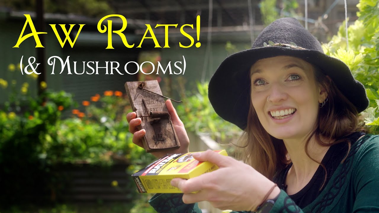 Our BIG Mistake with our Wicking Beds & Winter Garden Update