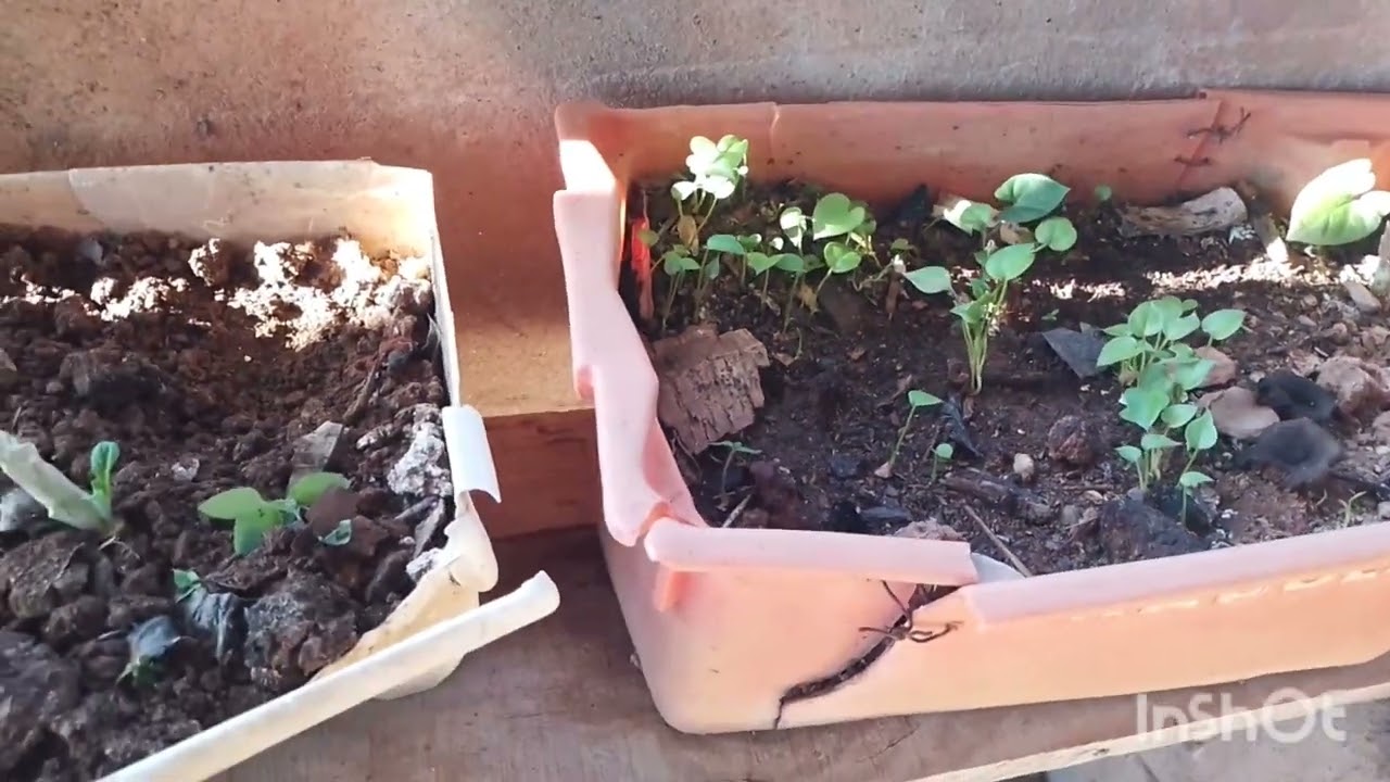  MAIS um dia  tranquilo  eu  e minhas plantas ☘️🪴🌱🌴