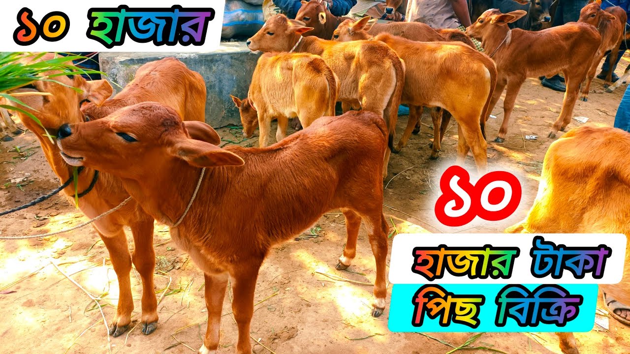 ০৯/০২/২৫/ ষাঁড় গরু ১০ হাজার 🔰 ছোট্ট ছোট্ট প্রচুর চাহিদা সম্পূর্ণ #শাহীওয়াল #ষাঁড় #বাছুর #গরুর দাম