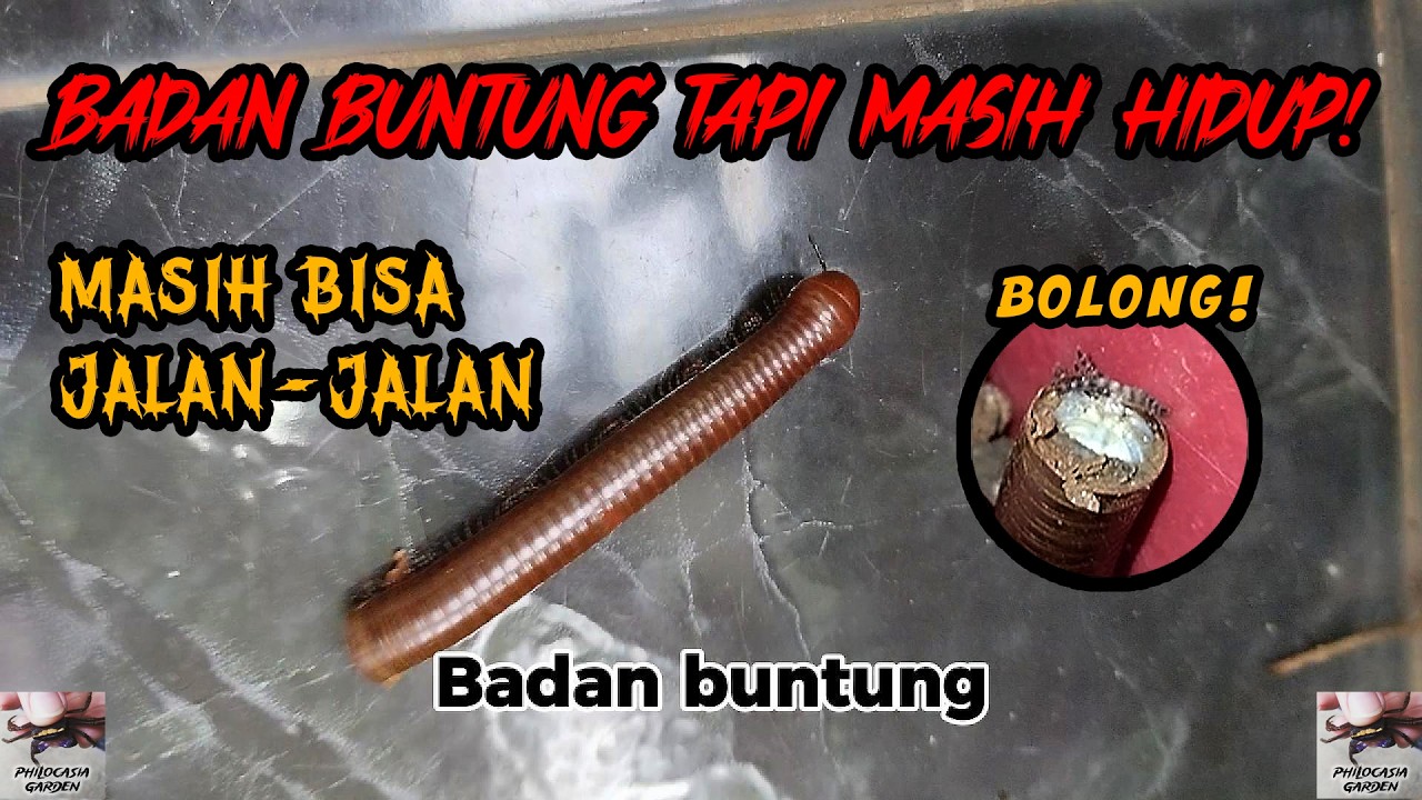 Badan Buntung Tapi Masih Hidup! Masih Jalan-Jalan!