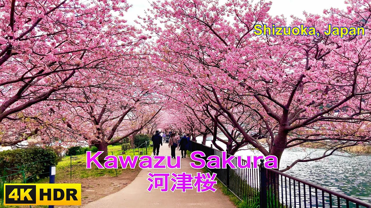 河津桜祭りKawazu Cherry Blossom Festival (4K HDR) 3 Km walk along the Kawazu Sakura in Shizuoka, Japan
