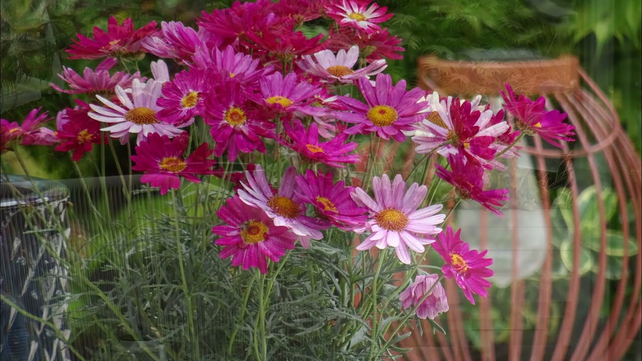 Comparing 20.4 Megapixel Sony HX60 to 10.2 Megapixels Nikon D200