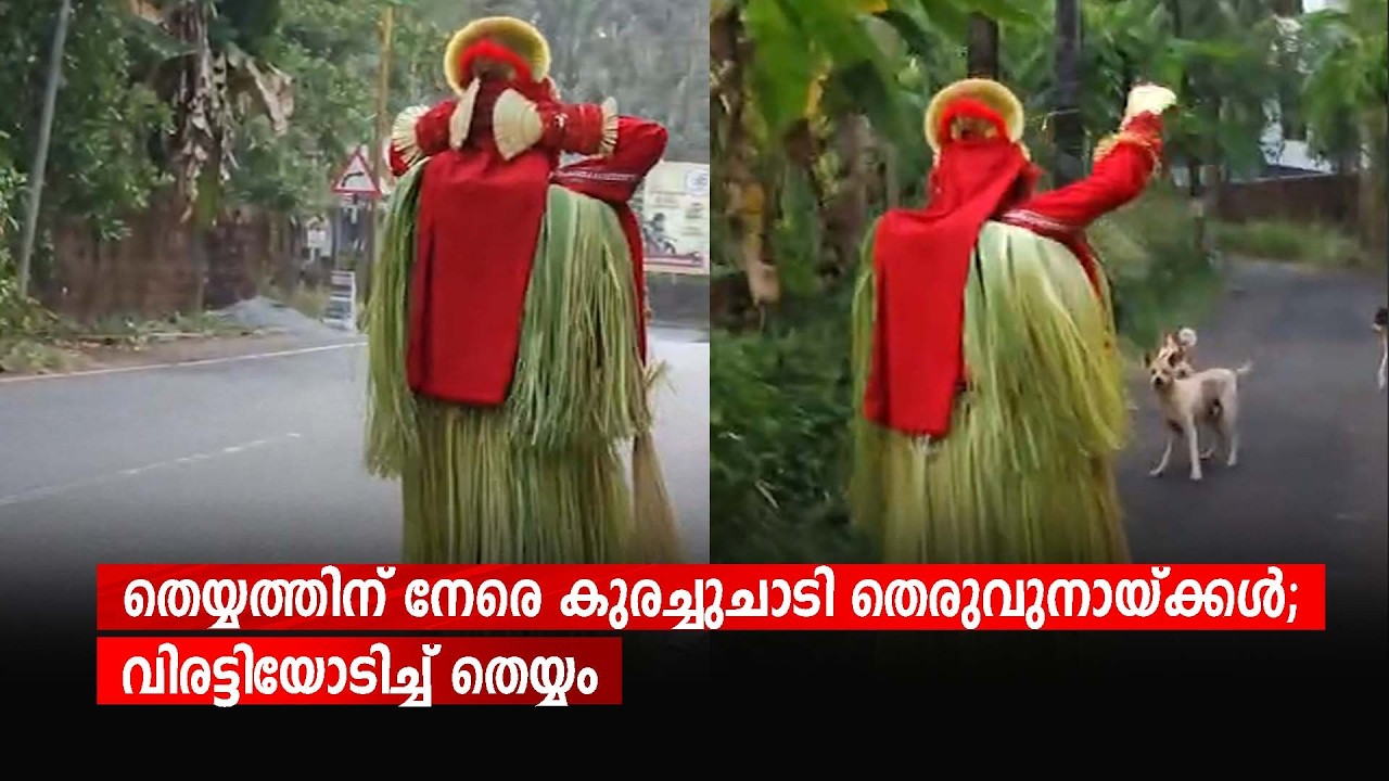 തെയ്യത്തിന് നേരെ കുരച്ചുചാടി തെരുവുനായ്ക്കൾ; വിരട്ടിയോടിച്ച് തെയ്യം
